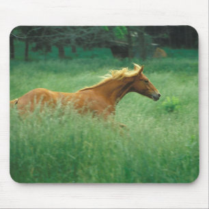 Junger Hengst läuft durch Wiese Mousepad