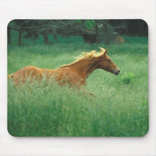 Junger Hengst läuft durch Wiese Mousepad (Vorne)