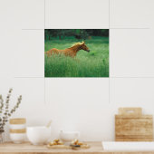 Junger Hengst läuft durch Wiese Poster (Küche)