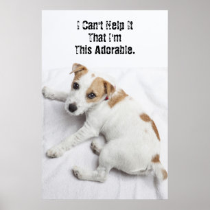 Junger Jack-Russell-Terrier Poster