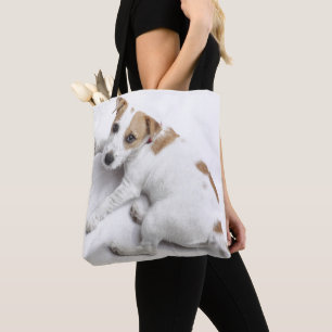 Junger Jack-Russell-Terrier Tasche