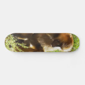 Junger jugendlicher Pavian, der sich hinsitzt und Skateboard (Horizontal)