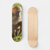 Junger jugendlicher Pavian, der sich hinsitzt und Skateboard (Vorderseite)