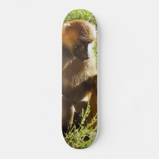 Junger jugendlicher Pavian, der sich hinsitzt und Skateboard (Vorderseite)