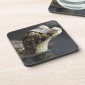 Junger Kaiman im Wasser mit Reflexion Getränkeuntersetzer (Linke Seite)