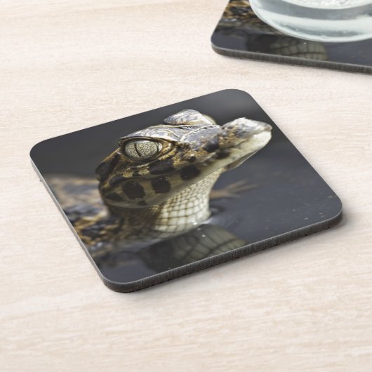 Junger Kaiman im Wasser mit Reflexion Getränkeuntersetzer (Linke Seite)