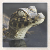 Junger Kaiman im Wasser mit Reflexion Glasuntersetzer (Vorderseite)