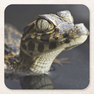 Junger Kaiman im Wasser mit Reflexion Rechteckiger Pappuntersetzer