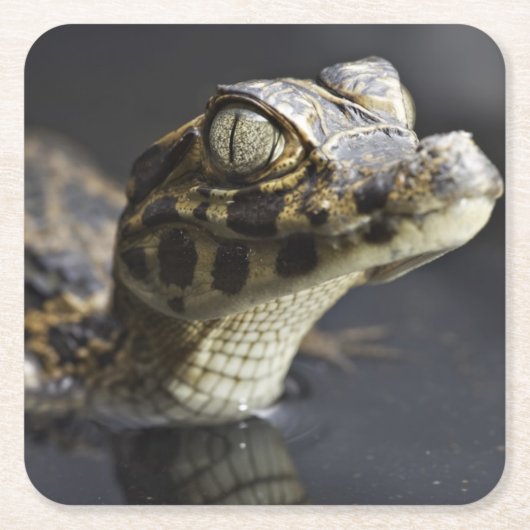 Junger Kaiman im Wasser mit Reflexion Rechteckiger Pappuntersetzer (Vorderseite)