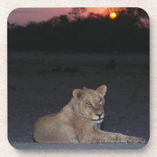 Junger Löwe am Sonnenaufgang Getränkeuntersetzer