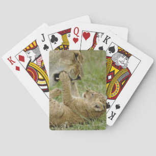 Junger Löwe spielt Spielkarten