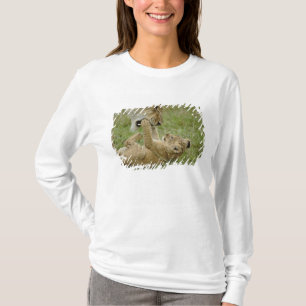Junger Löwe spielt T-Shirt