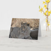 Junger Löwe, Tansania Karte (Gelbe Blume)