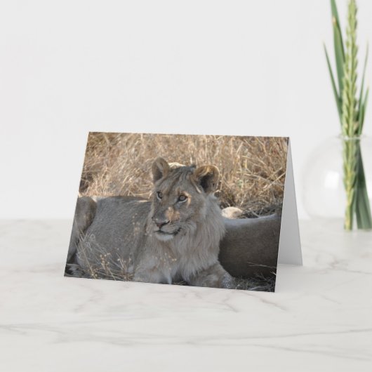 Junger Löwe, Tansania Karte (Vorderseite)