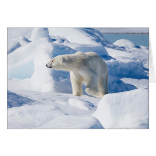 Junger männlicher Eisbär
