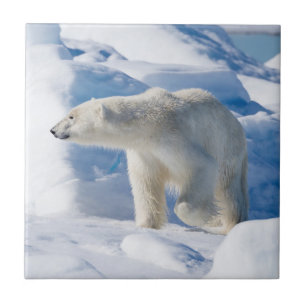 Junger männlicher Eisbär Fliese