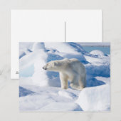 Junger männlicher Eisbär Postkarte (Vorne/Hinten)
