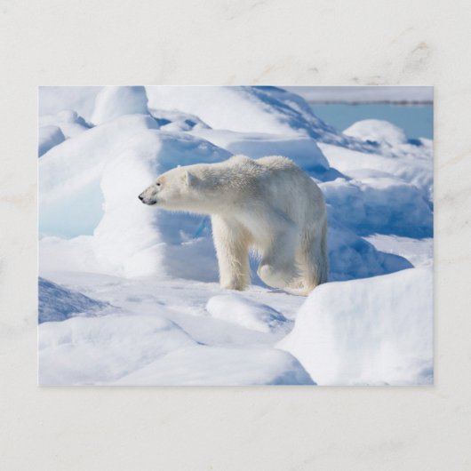 Junger männlicher Eisbär Postkarte (Vorderseite)