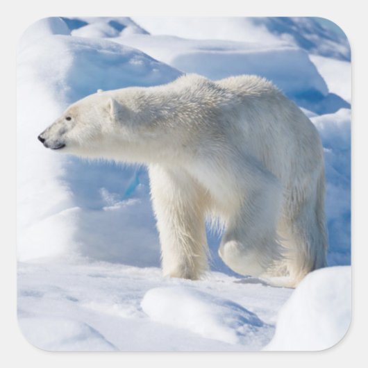 Junger männlicher Eisbär Quadratischer Aufkleber (Vorderseite)