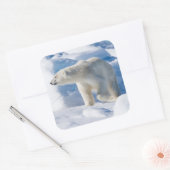 Junger männlicher Eisbär Quadratischer Aufkleber (Umschlag)