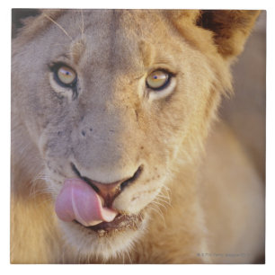 Junger männlicher Löwe Fliese