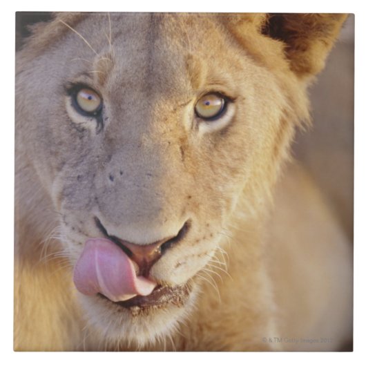 Junger männlicher Löwe Fliese (Vorderseite)