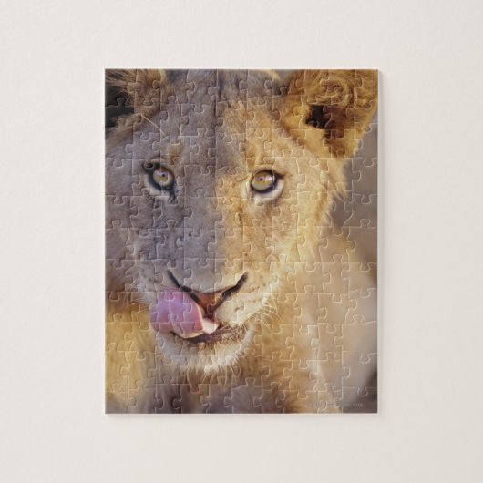 Junger männlicher Löwe Puzzle (Vertikal)