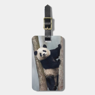 Junger Panda klettert auf einen Baum, China Gepäckanhänger