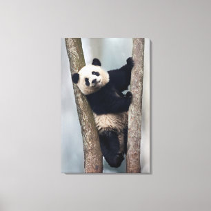 Junger Panda klettert auf einen Baum, China Leinwanddruck