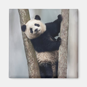 Junger Panda klettert auf einen Baum, China Magnet