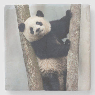 Junger Panda klettert auf einen Baum, China Steinuntersetzer