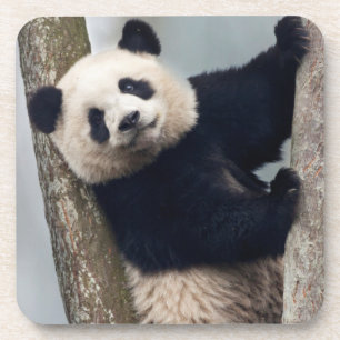 Junger Panda klettert auf einen Baum, China Untersetzer