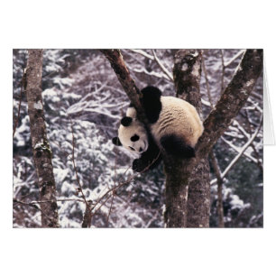 Junger Panda spielt auf einem mit Schnee bedeckten