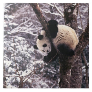 Junger Panda spielt auf einem mit Schnee bedeckten Fliese