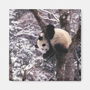 Junger Panda spielt auf einem mit Schnee bedeckten Magnet