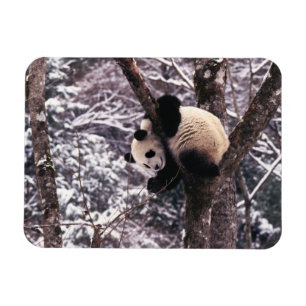 Junger Panda spielt auf einem mit Schnee bedeckten Magnet