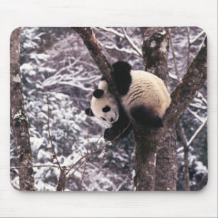 Junger Panda spielt auf einem mit Schnee bedeckten Mousepad