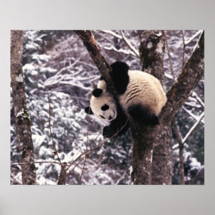 Junger Panda spielt auf einem mit Schnee bedeckten Poster