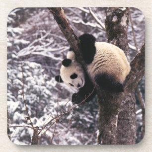 Junger Panda spielt auf einem mit Schnee bedeckten Untersetzer