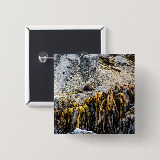 Junger Pelz Siegel auf dem Felsen Button (Vorne & Hinten)