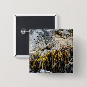 Junger Pelz Siegel auf dem Felsen Button