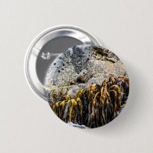 Junger Pelz Siegel auf dem Felsen Button
