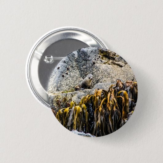 Junger Pelz Siegel auf dem Felsen Button (Vorne & Hinten)