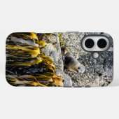 Junger Pelz Siegel auf dem Felsen Case-Mate iPhone Hülle (Rückseite (Horizontal))