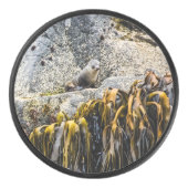 Junger Pelz Siegel auf dem Felsen Eishockey Puck (Vorderseite)