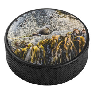 Junger Pelz Siegel auf dem Felsen Eishockey Puck