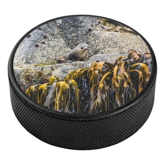 Junger Pelz Siegel auf dem Felsen Eishockey Puck (3/4)