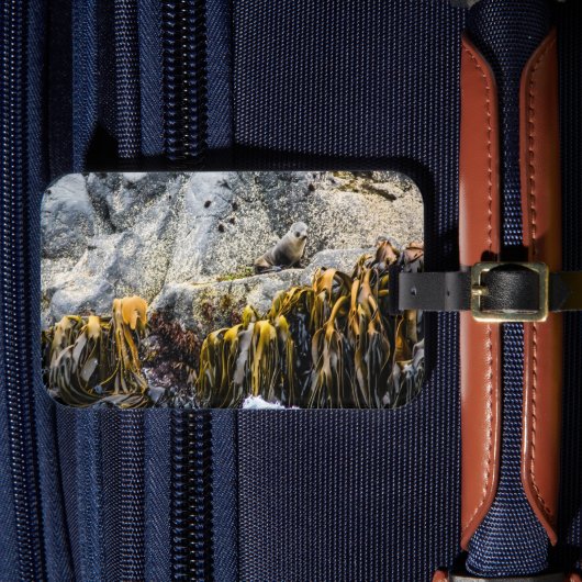 Junger Pelz Siegel auf dem Felsen Gepäckanhänger (Vorderseite Insitu 4)