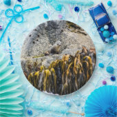 Junger Pelz Siegel auf dem Felsen Pappteller (Party)