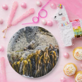 Junger Pelz Siegel auf dem Felsen Pappteller (Party)